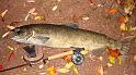 My Salmon